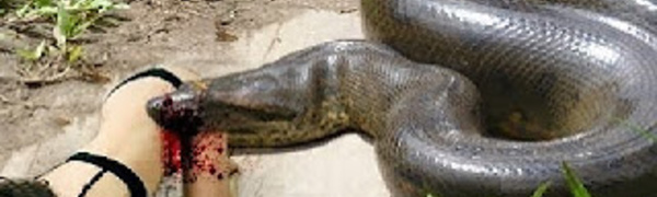 Anaconda - Documentaire