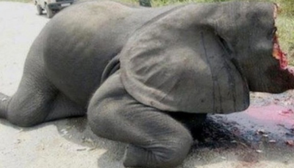 Une pétition pour interdire le commerce cruel de l'ivoire