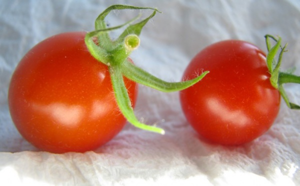 Elle pose une tomate dans le mauvais sens et voilà ce qu’il se passe !