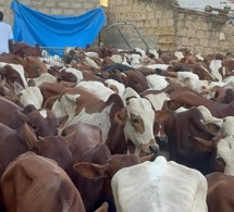 Social / Gamou 2023 : 280 bœufs distribués à Médina Baye pour célébrer la naissance du Prophète