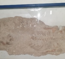 Découverte :  Des squelettes de plus de 1000 ans à Dakar...