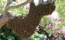 Rosso : La délégation de la Jica et de la Saed attaquée par un essaim d'abeilles, un mort et un blessé grave