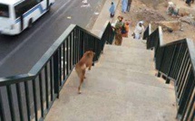 Sénégal: Les gens traversent l'autoroute, un chien emprunte la passerelle: la photo qui fait le buzz