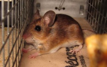 Insolite : une souris impliquée dans un trafic de drogue