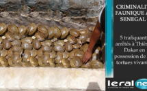 Criminalité faunique au Sénégal : 5 trafiquants arrêtés à Thiès et Dakar en possession de 213 tortues vivantes