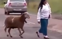Vidéo: un bélier bagarreur