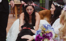 Incroyable! Un chien mourant insiste pour assister au mariage de sa maîtresse