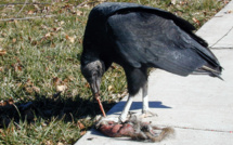 Kolda : A la découverte des Mansoikés, l’ethnie mangeuse de viande de charogne