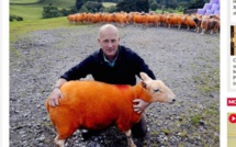 Il teint ses 800 moutons en orange… pour éviter qu'on les vole