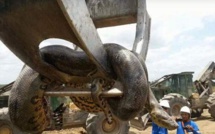 Un gigantesque anaconda découvert sur un chantier au Brésil