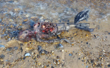 Insolite : Une créature bizarre au bord de la mer..