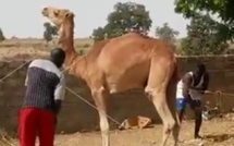 Vidéo: Regardez le chameau et ses maîtres!!