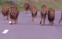 La balade des Lions