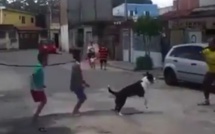 Vidéo: ce chien fait de la corde avec les compagnons!!