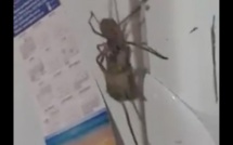 Vidéo : une araignée géante transporte une souris, regardez!!