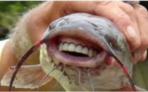 (images): incroyable mais vrai, un poisson avec une dentition humaine
