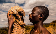 Photos : Le Zimbabwéen Tikki Hywood Trust, l’homme qui aime les pangolins comme ses propres enfants