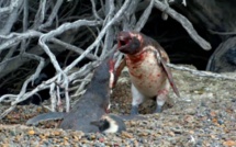 Insolite: Quand un pingouin surprend sa femelle avec un autre mâle (Regardez)