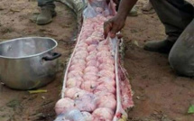Insolite : des douzaine d'oeufs trouvées dans le ventre d'un serpent géant soupçonné d'avoir mangé une chèvre, regardez