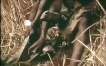 Vidéo: Attraper un gros serpent avec ta jambe comme appât, regardez!!