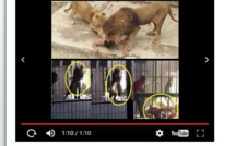 Vidéo : un lion attaque son dompteur en plein spectacle de dressage