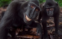Insolite : Des singes qui sourient comme des humains, regardez...