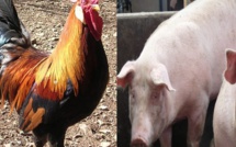 (Reportage) Mets à l’occasion des fêtes de fin d’année : pourquoi, chez les chrétiens, la cote du poulet est plus élevée que celle du cochon