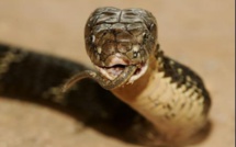 Un homme meurt après avoir été mordu par l'un des serpents les plus venimeux au monde dans son salon