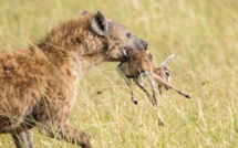 6 Photos : rivalité entre lions et hyènes au Masai Mara dans le sud du Kenya, regardez