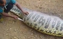 Vidéo: vous n'arriverez jamais à deviner ce qui se trouve dans le ventre de cet énorme serpent