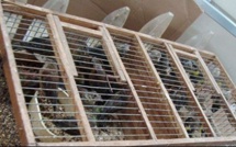Trafiquants d’oiseaux: Deux Espagnols avaient fait embarquer 500 espèces en soute
