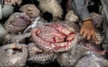 Le pangolin, une viande très appréciée au Gabon