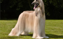 Photo-Regardez ce chien et ses poils: Afghan Hound 