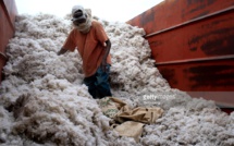 Sénégal : pourquoi la production cotonnière de Sodefitex a baissé en 2016