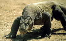 SANTE-Le varan de Komodo, la solution contre la résistance aux antibiotiques ?