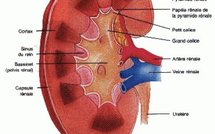 INSUFFISANCE RENALE AU SENEGAL. Onze mille neuf cent quatre vingt seize (11. 996) malades condamnés à mort. selon une étude menée par le journaliste Abdou Latif Coulibaly