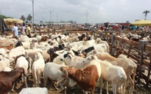 Tabaski 2017 : Macky Sall offre des moutons et plus de 80 millions de FCFA aux couches vulnérables