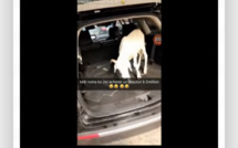 Mouton de Tabaski : La surprise de Seydina Aliou Seck à sa mère Diaga… à mourir de rire!