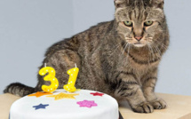Le chat le plus âgé du monde décède à 32 ans