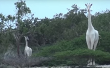 Insolite-Des girafes blanches filmées au Kenya : les images d'une première mondiale