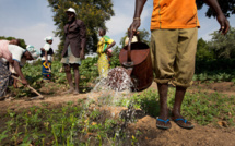 Performances et résultats du secteur agricole : Le financement sur ressources propres, s’élève à 150 milliards de FCfa