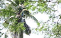 Un Philippin secouru après avoir vécu 3 ans en haut d’un cocotier