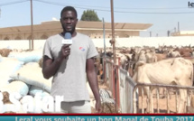 Magal Touba 2017: plus de 3000 bœufs convoyés, 83 cuisines et 150 marmites chez Cheikh  Bėthio