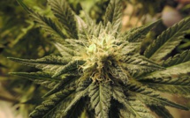 Sexe et cannabis feraient bon ménage selon STANFORD