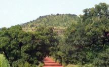 FORET CLASSÉE DE MBAO : Le plus grand poumon vert de Dakar menacé de disparition