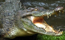 Zimbabwe: un touriste tué par des crocodiles dans le parc national