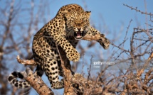 Insolite : Dramatique attaque de léopard sur un homme ( Ames sensibles s'abstenir)