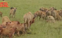 Insolite: Compilations attaque Lions contre Hyènes, impressionnant