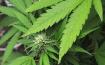 Belgique: Condamnés pour avoir volé une récolte de cannabis