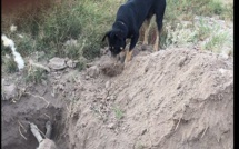 VIDÉO - Insolite: Moment triste d’un chien en train d’enterrer son congénère au Chili 